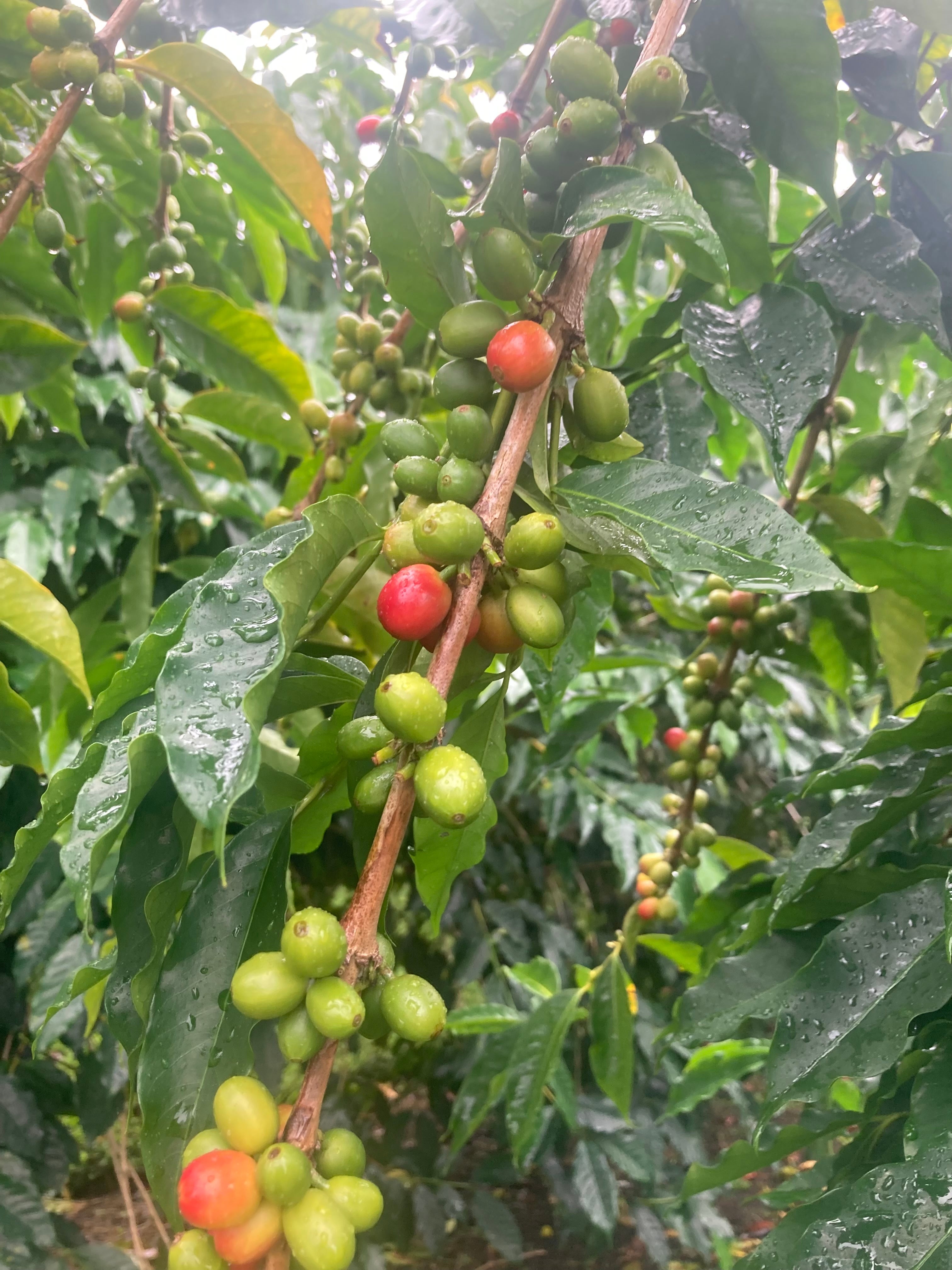 Single Origin Coffees