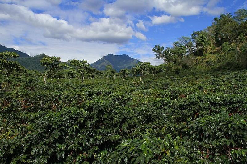 Organic Guatemala Coffee | IMUA Coffee Roasters